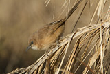 Image. Fulvous Babbler