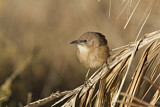 Image. Fulvous Babbler