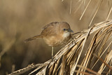 Image. Fulvous Babbler
