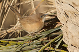 Image. Fulvous Babbler