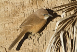 Image. Fulvous Babbler