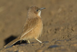 Image. Fulvous Babbler