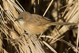 Image. Fulvous Babbler