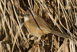 Image. Fulvous Babbler