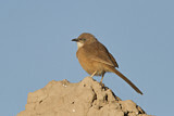Image. Fulvous Babbler
