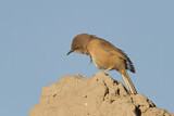 Image. Fulvous Babbler