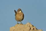 Image. Fulvous Babbler
