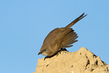 Image. Fulvous Babbler