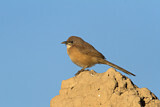 Image. Fulvous Babbler