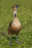 Image. Fulvous Whistling Duck