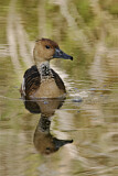 Image. Fulvous Whistling Duck
