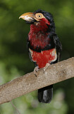 Image. Furchenschnabel-Bartvogel