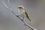 Image. Fuscous Honeyeater