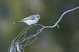 Image. Fuscous Honeyeater