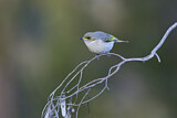 Image. Fuscous Honeyeater