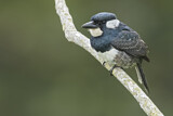 Image. Gürtelfaulvogel