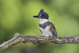 Image. Gürtelfischer