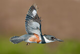 Image. Gürtelfischer