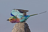 Image. Gabelracke