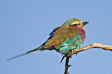 Image. Gabelracke
