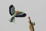 Image. Gabelracke