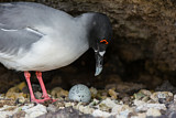 Image. Gabelschwanzmöwe