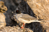 Image. Gabelschwanzmöwe