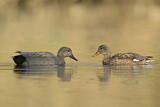 Image. Gadwall