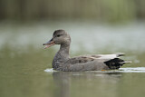 Image. Gadwall
