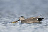 Image. Gadwall