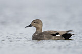 Image. Gadwall
