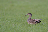 Image. Gadwall