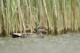 Image. Gadwall