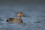 Image. Gadwall