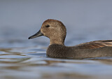 Image. Gadwall