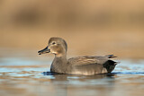 Image. Gadwall