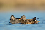 Image. Gadwall