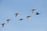 Image. Gadwall