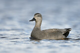 Image. Gadwall