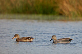 Image. Gadwall