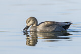 Image. Gadwall