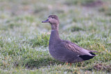 Image. Gadwall