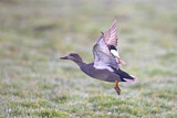 Image. Gadwall