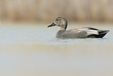 Image. Gadwall