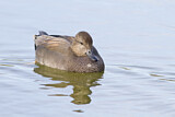 Image. Gadwall
