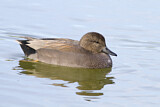 Image. Gadwall