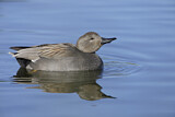Image. Gadwall