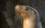 Image. Galápagos Sea Lion