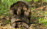 Image. Galápagos Tortoise