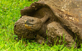 Image. Galápagos Tortoise